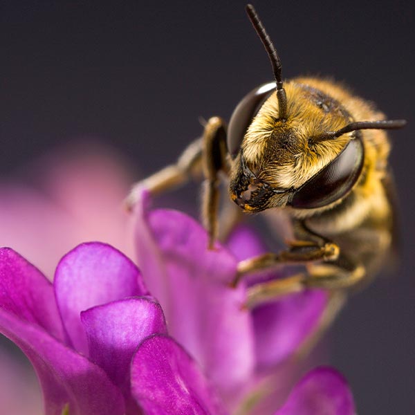 An alfalfa leafcutting bee on an alfalfa flower