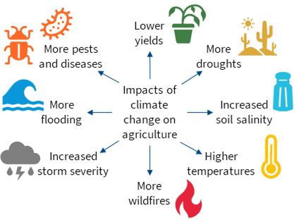 Diagram representing the impacts of climate change on agriculture, with radial arrows pointing to: lower yields; more droughts; increased soil salinity; higher temperatures; more wildfires; increased storm severity; more flooding; and more pests and diseases.