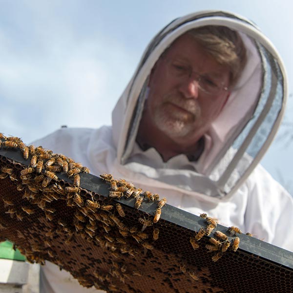 apiarist with bee colony