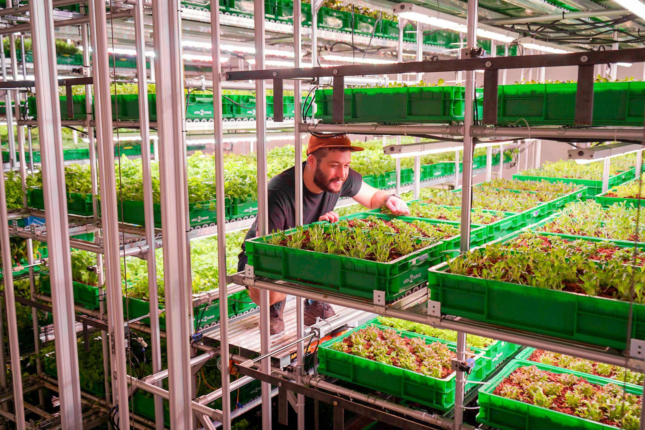 A man working with plants in a container