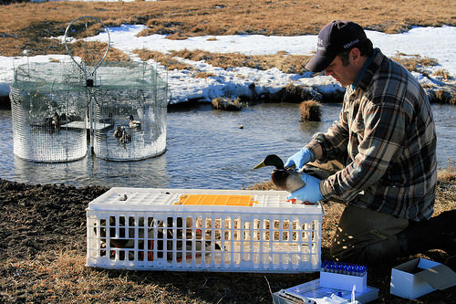 USDA-WS wildlife disease biologist Jared Hedelius collecting a sample from a wild mallard