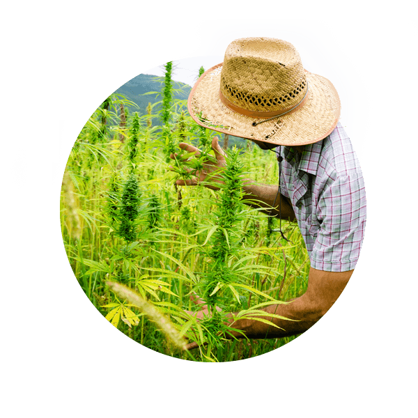 hemp farmer