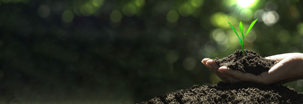 A hand holding soil with a plant