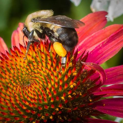 Honey bee on a flower