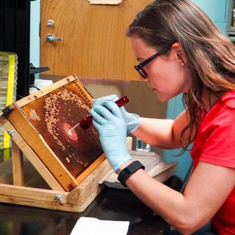 A bee researcher