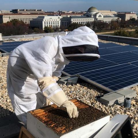 USDA rooftop bee hive