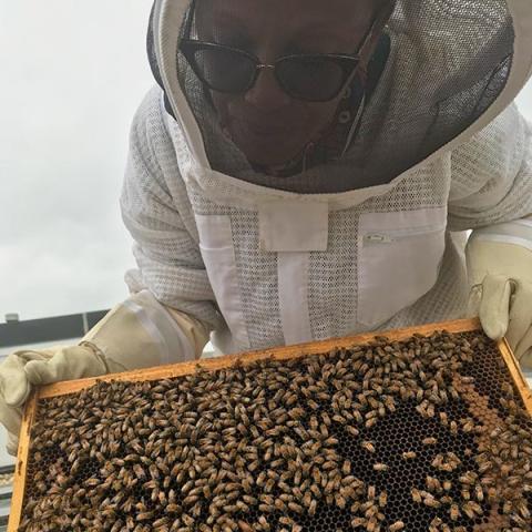 Apiarist holding honey bees