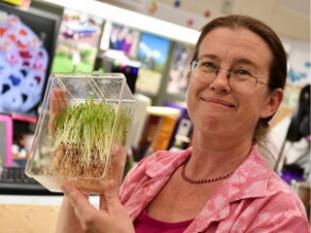 USDA Scientist holding seedlings